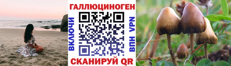 Купить закладки  Дзержинск  Галлюциногенные грибы GOLDEN TEACHER 